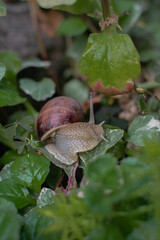 large brown snails in their natural habitat. the use of snail mucin in cosmetology. modern facial care technologies