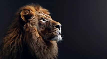 Fototapeta premium A majestic lion, symbol of strength and courage