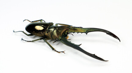 Giant stag beetle with long horns Cyclommatus metallifer isolated on white close-up macro, Lucanidae, lucanus, collection beetles, insects, entomology