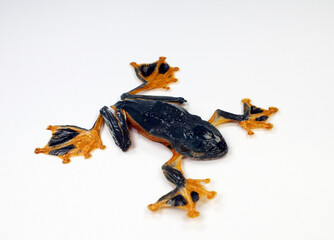 Tree frog Rhacophorus reinwardtii with orange paws isolated on white background, design element, stuffed animal, amphibian
