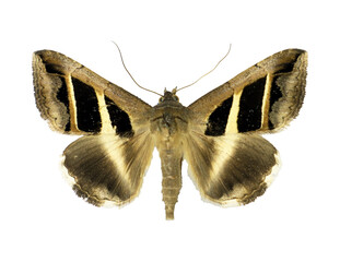 Moth with an unusual geometric pattern on its wings Grammodes bifasciata isolated on transparent,...