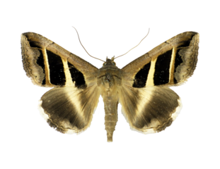 Moth with an unusual geometric pattern on its wings Grammodes bifasciata isolated on transparent, close-up, macro. Design element. Noctuidae, collection butterflies, insects.