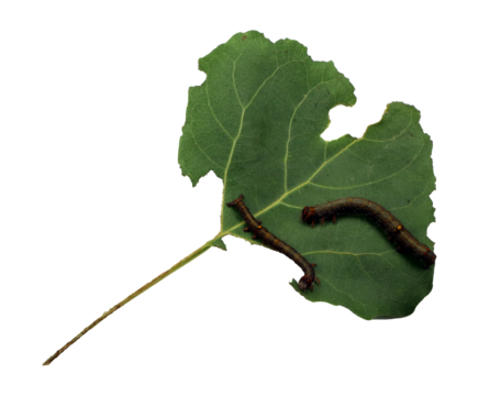 Moth caterpillars, Catocala, pests on a eaten green poplar leaf with holes, isolated on transparent close-up macro.