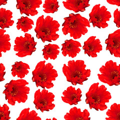 Bright floral seamless pattern on transparent background, red scarlet pomegranate flowers,for design, decoration of fabric, ceramic, decorative element, colorful flowers, notebook covers, phone case