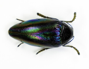Rainbow jewel beetle Sternocera iris isolated on white, close-up macro. Buprestidae, collection beeltes, insects.