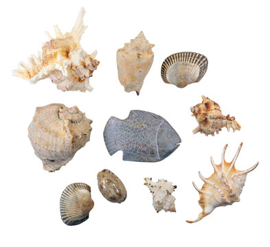 Beautiful sea shells of different shapes and stone fish figurine isolated on transparent background, sea, holiday, vacation, beach, background