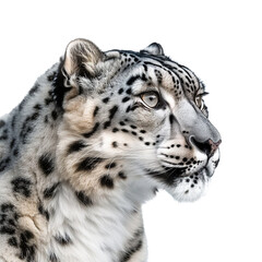 Obraz premium A snow leopard staring at the camera isolated on white background.