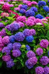 茨城県北茨城市　満開のあじさいの森
