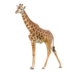 Naklejka premium African adult giraffe standing isolated on white background. Side view.