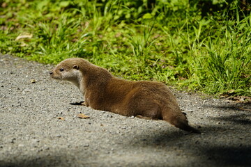 Land carnivores (Fissipedia) is the name for a suborder of carnivores that is no longer used in modern biological systematics. Wisent enclosure Springe, Germany.