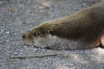 Land carnivores (Fissipedia) is the name for a suborder of carnivores that is no longer used in...