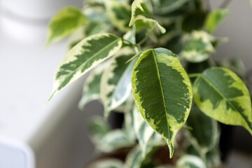 Ficus benjamina, close-up. Houseplants close-up. Photo