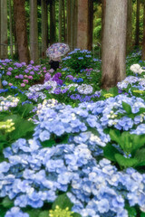 茨城県北茨城市　満開のあじさいの森
