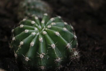 Cactus verde pequeño