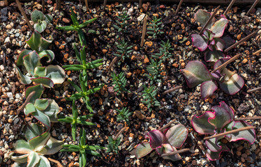 Crassula Ovata: growth in the open ground. Money tree with brightly colored leaves