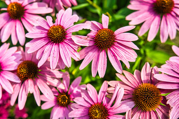 Fototapeta premium 東京臨海広域防災公園