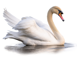 a white swan swimming in water