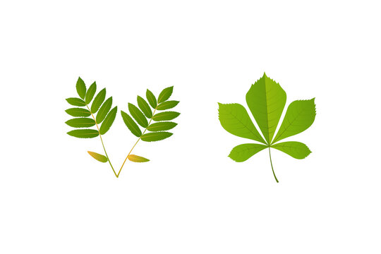 green leaves isolated on white background