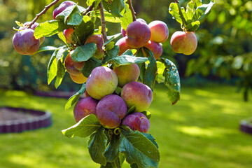Branch studded with ripe, fragrant plums in a sunny summer garden