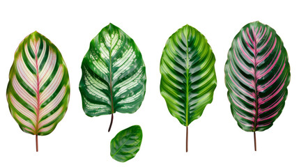 Fototapeta premium Calathea Orbifolia leaves on transparent background 