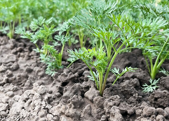 carrot growing on a bed in a vegetable garden