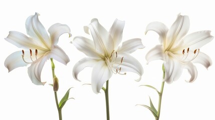 Three white lilies in a row, isolated on white background.