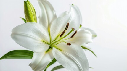 White lily flower isolated on white background