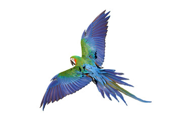 Colorful flying Harlequin Macaw parrot isolated on transparent background png file