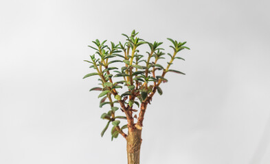 Stylish plant Crassula sarcocaulis. Money tree bonsai. Home decor