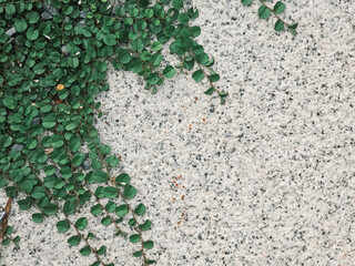 Green creeper plant on cement background. close-up