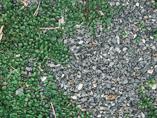 Weed growing on rubble surface background. close-up
