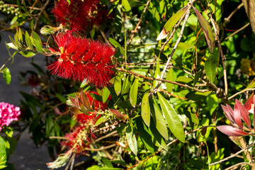 Bright red flower from the Myrtaceae family reveals intricate, slender red filaments densely packed around a central core, resembling the shape of a bottle brush, England