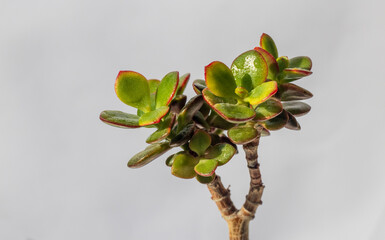 Money Tree. Bonsai style. Plant for home