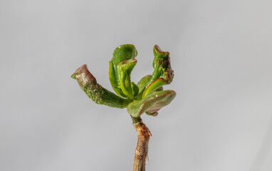 Money Tree Crassula Froggy. Monster. Sukulent. Bonsai style. Plant for home