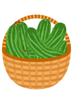 green cucumbers in woven basket clip art preview