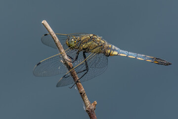 Dragonfly perched on a branch