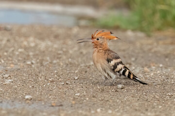 Juvenile eurasian hoopoe standing on the ground © Damyan Petkov