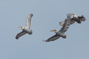 Dalmatian pelicans flying in the sky