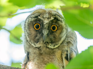 Long-eared owl juvenile standing on branch in the tree and looking straight down