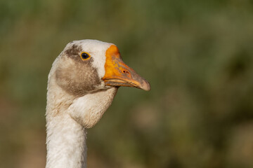 Portrait of white-brown swan goose with orange beak