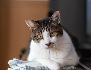 見つめる猫　キジトラ白