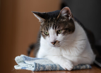 見つめる猫　キジトラ白