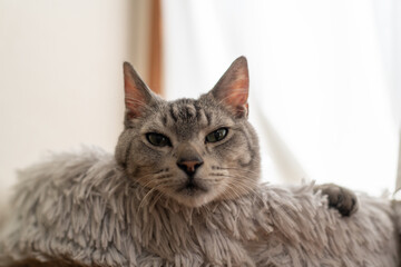 窓辺でくつろぐ猫　サバトラ猫