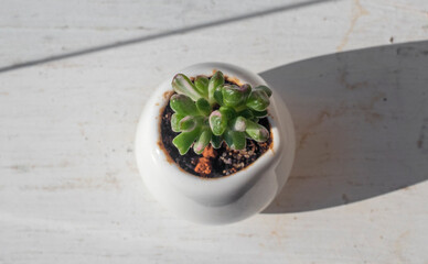 Money Tree Crassula Gollum reverse variegated. Monster. Sukulent. Bonsai style. Plant for home