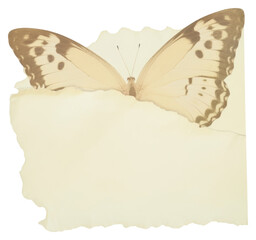 Obraz premium PNG Butterfly ripped paper animal insect sketch.