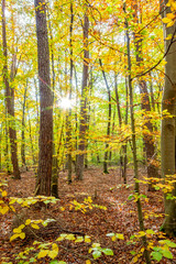 Colorful autumn forest