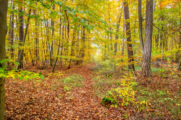 Colorful autumn forest