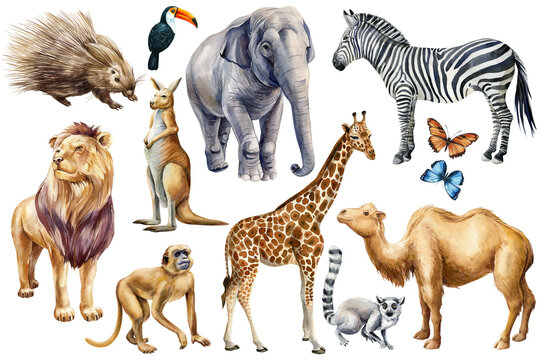 Set animals watercolor. Wildlife cute animal, Hand painted zoo clipart camel, kangaroo, lion, monkey, elephant and lemur