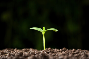 green sprout in fertile soil. Green seedling in soil. 