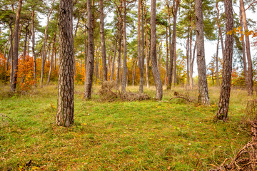 Obraz premium Colorful autumn forest